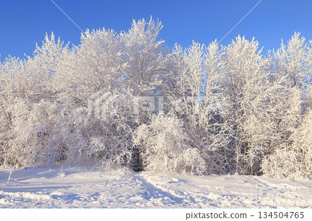 Fabulous beautiful trees in a thick layer of frost and snow during a severe frost against a blue sky background.Beautiful winter invitation card for tourists 134504765