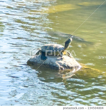 Serene pond scene, Tranquil water habitat with basking turtle and reflections 134504804