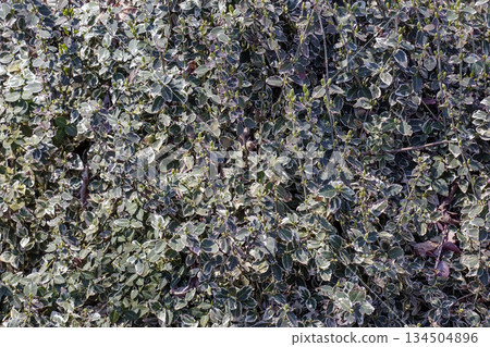 Early harbingers of the spring at the Dnipro Botanical Garden, Ukraine. Euonymus fortunei variegatus 134504896