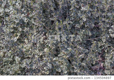 Early harbingers of spring at the Dnipro Botanical Garden, Ukraine. Euonymus fortunei variegatus 134504897