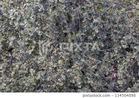 Early harbingers of spring at Dnipro Botanical Garden, Ukraine. Euonymus fortunei variegatus Early harbingers of spring at Dnipro Botanical Garden, Ukraine. Euonymus fortunei variegatus 134504898
