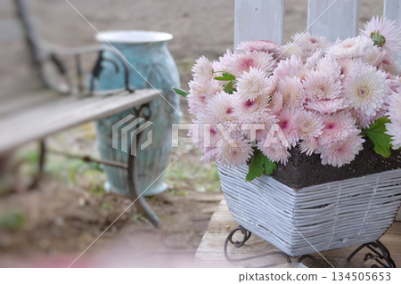 長椅上的粉紅色菊花 長椅上的粉紅色菊花 134505653