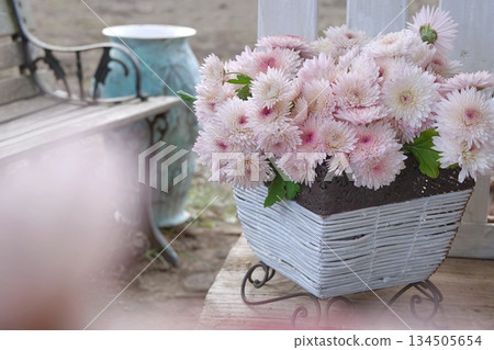 長椅上的粉紅色菊花 長椅上的粉紅色菊花 134505654