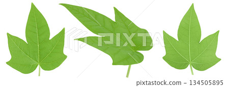 Fresh green papaya leaves isolated on white background. Top view. Flat lay 134505895