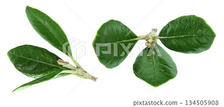 Leaves of Feijoa sellowiana, feijoa, pineapple guava and guavasteen isolated on white background 134505908
