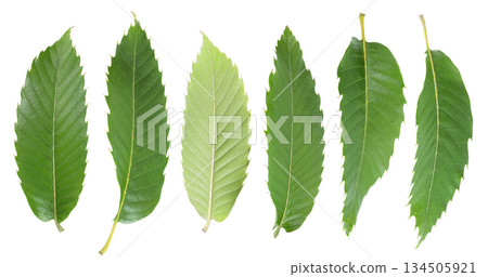 Leaves of sweet chestnut tree isolated on white background. Top view. Flat lay 134505921