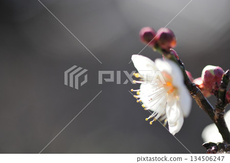 Spring coming Spring coming 134506247