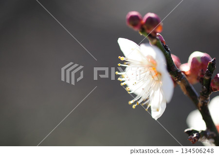 Spring coming Spring coming 134506248