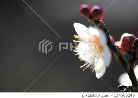 Spring coming Spring coming 134506249