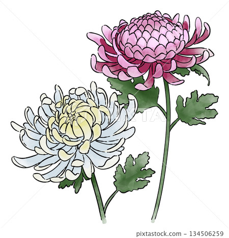 菊花 菊花 134506259