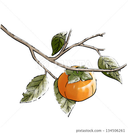 persimmon 134506261