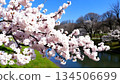 日本櫻花美景 134506699
