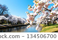 日本櫻花美景 134506700