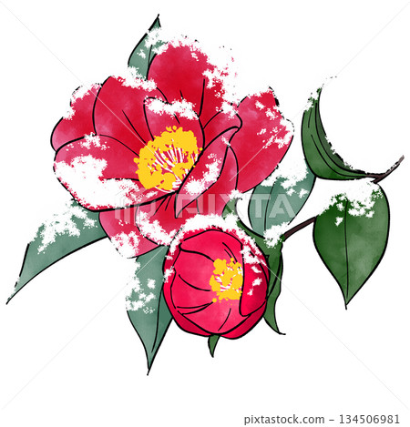 Winter camellia covered in snow 134506981