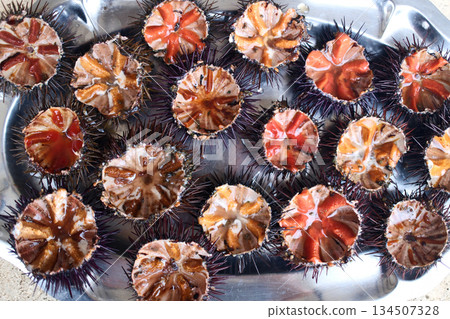 fresh sea urchin as sea food cut and ready to eat fresh sea urchin as sea food cut and ready to eat 134507328