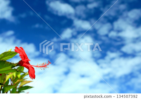 沖繩：藍天與紅芙蓉花 134507392