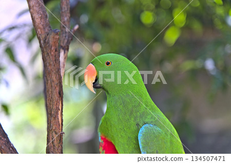 Green parrot looking sideways of the camera Green parrot looking sideways of the camera 134507471