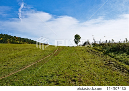 Meadow with trail, a tree and the blue sky Meadow with trail, a tree and the blue sky 134507480