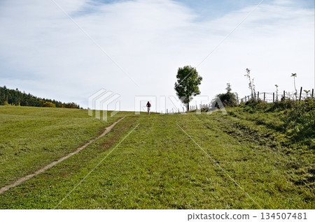 Meadow with trail, a tree and the blue sky 134507481