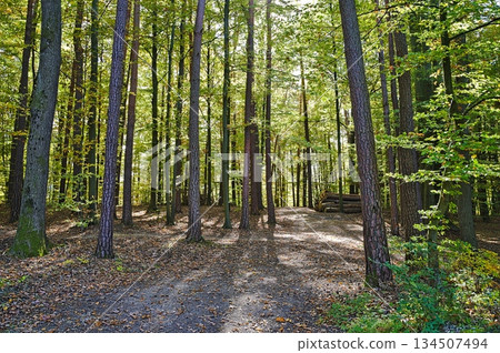 Forest near Graz during autumn during day Forest near Graz during autumn during day 134507494