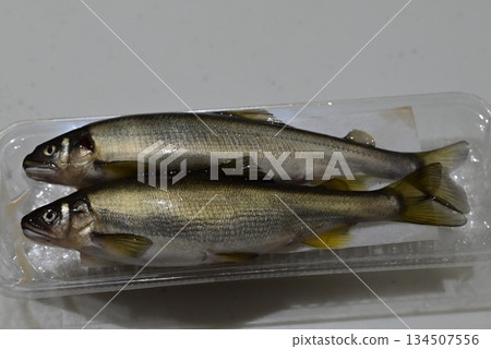 新鮮漂亮的香魚 新鮮漂亮的香魚 134507556