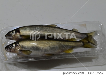 Fresh and beautiful sweetfish 134507557