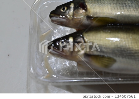 Fresh and beautiful sweetfish 134507561