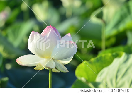 Lotus flowers seen in the countryside 134507618