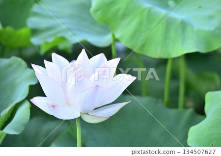 在農村看到的蓮花 134507627