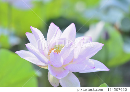 在農村看到的蓮花 134507630