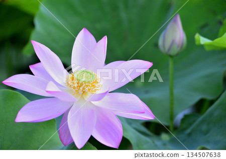 在農村看到的蓮花 在農村看到的蓮花 134507638