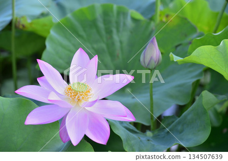 Lotus flowers seen in the countryside Lotus flowers seen in the countryside 134507639