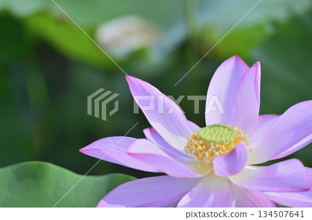 在農村看到的蓮花 在農村看到的蓮花 134507641