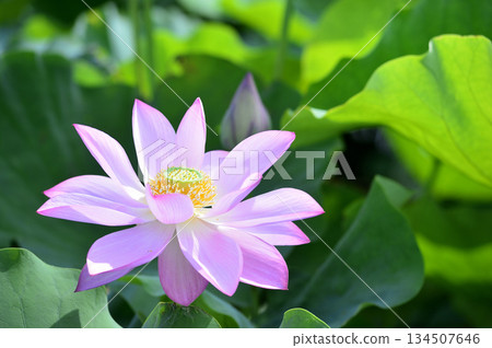 Lotus flowers seen in the countryside 134507646