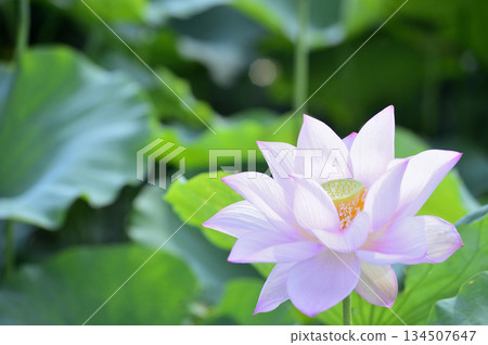 在農村看到的蓮花 在農村看到的蓮花 134507647