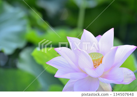 在農村看到的蓮花 134507648