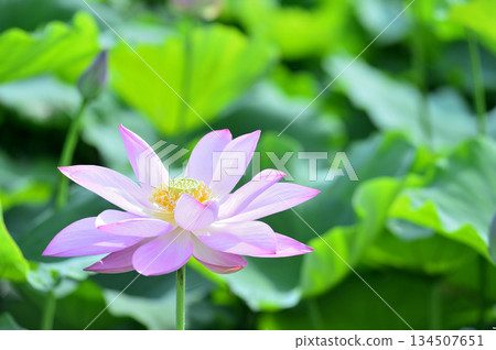 在農村看到的蓮花 在農村看到的蓮花 134507651
