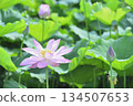 Lotus flowers seen in the countryside 134507653
