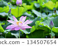 Lotus flowers seen in the countryside 134507654