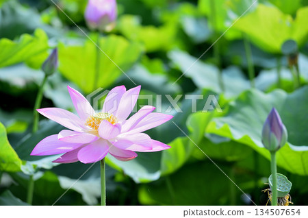 在農村看到的蓮花 在農村看到的蓮花 134507654