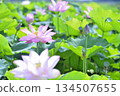 Lotus flowers seen in the countryside 134507655