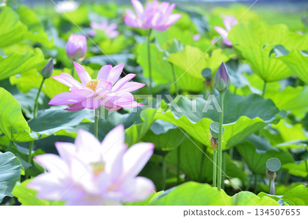 在農村看到的蓮花 在農村看到的蓮花 134507655