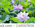 Lotus flowers seen in the countryside 134507656