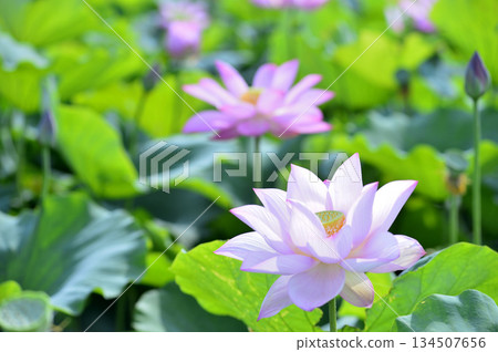 在農村看到的蓮花 134507656