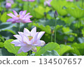 Lotus flowers seen in the countryside 134507657