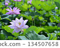 Lotus flowers seen in the countryside 134507658