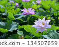 Lotus flowers seen in the countryside 134507659