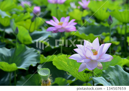 在農村看到的蓮花 134507659