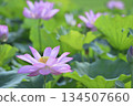 Lotus flowers seen in the countryside 134507660