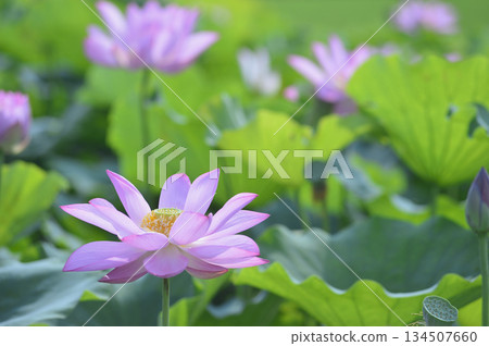 在農村看到的蓮花 134507660